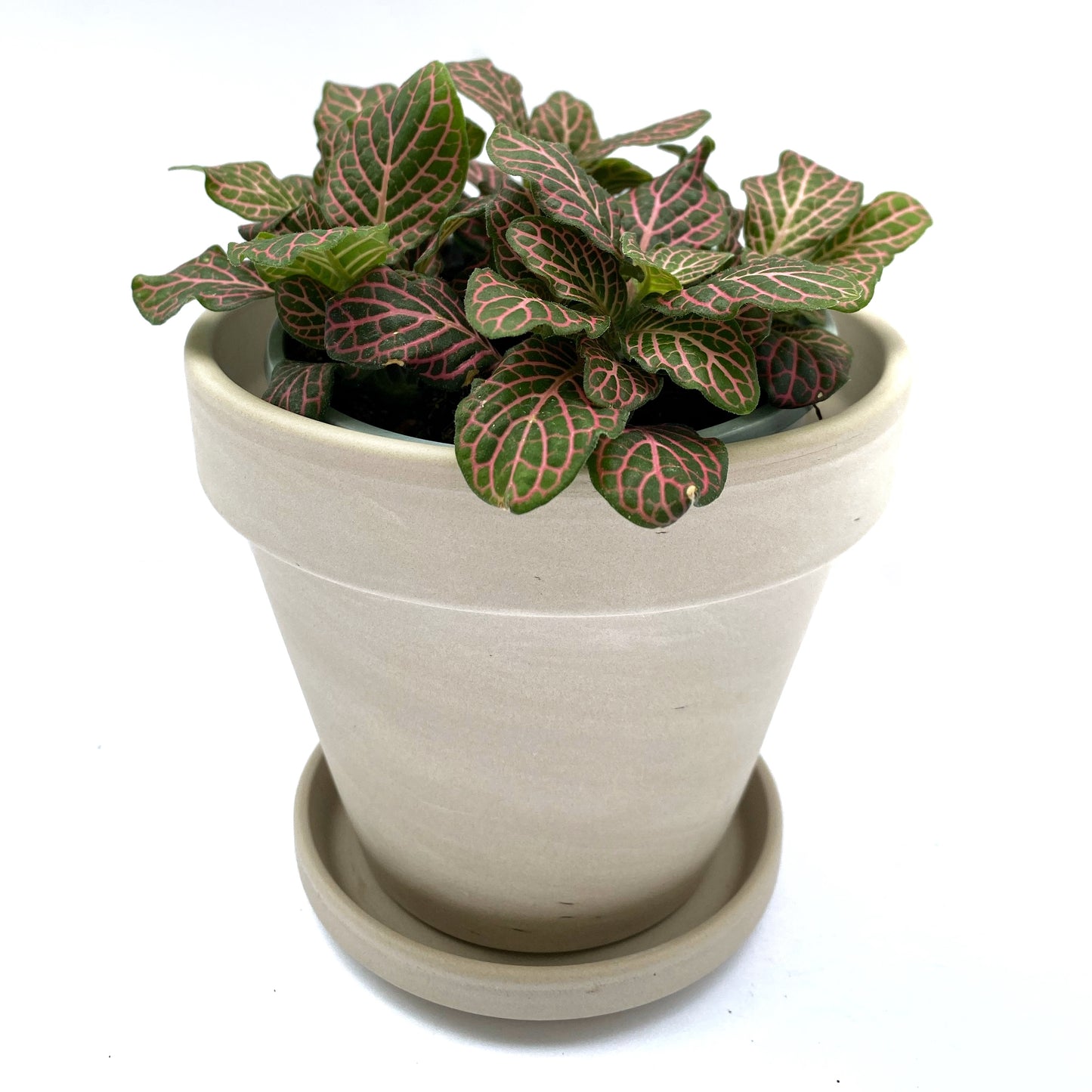 Fittonia | 3,5’’