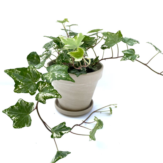 Hedera Helix | 3,5’’