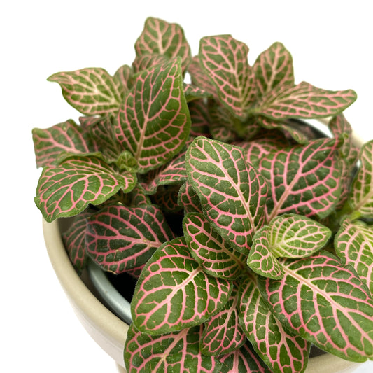 Fittonia | 3,5’’