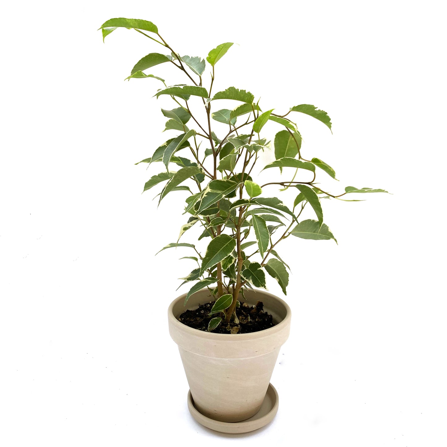 Ficus Benjamina variegata