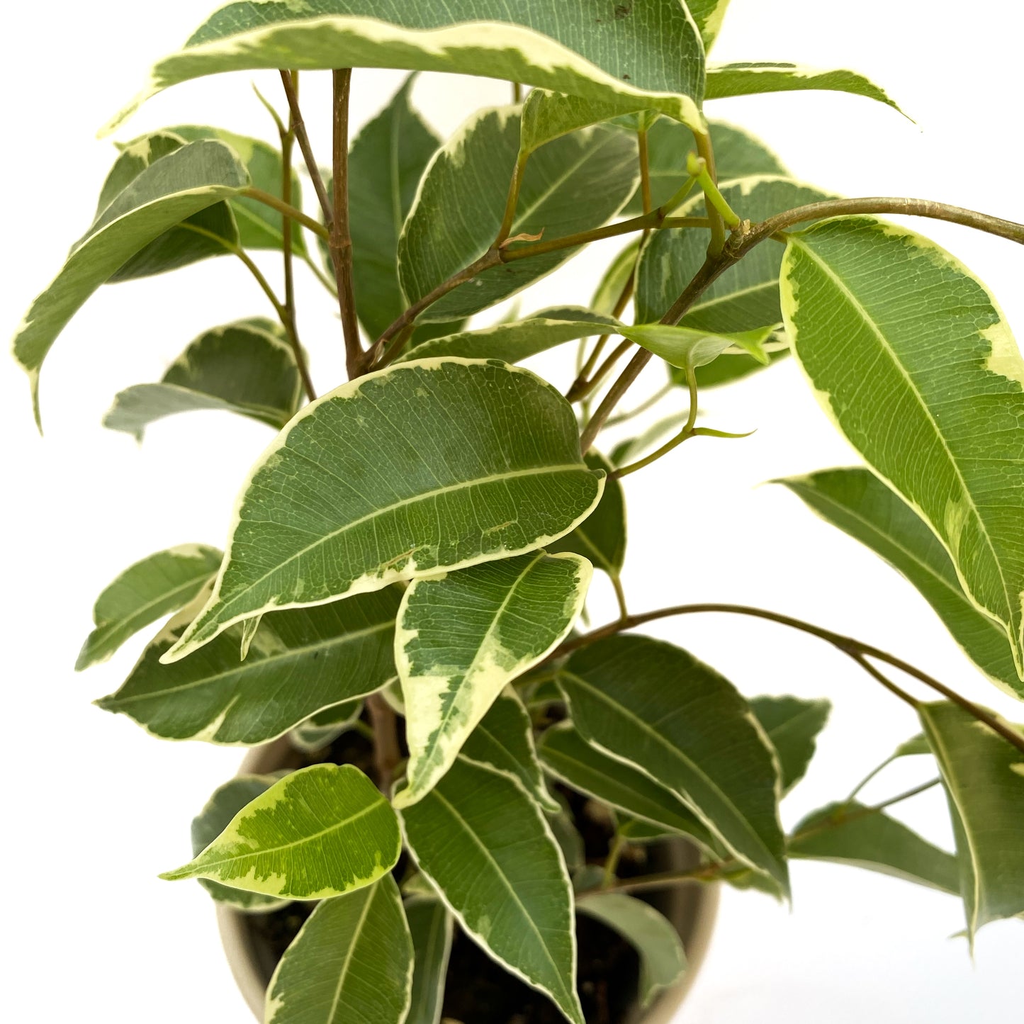 Ficus Benjamina variegata