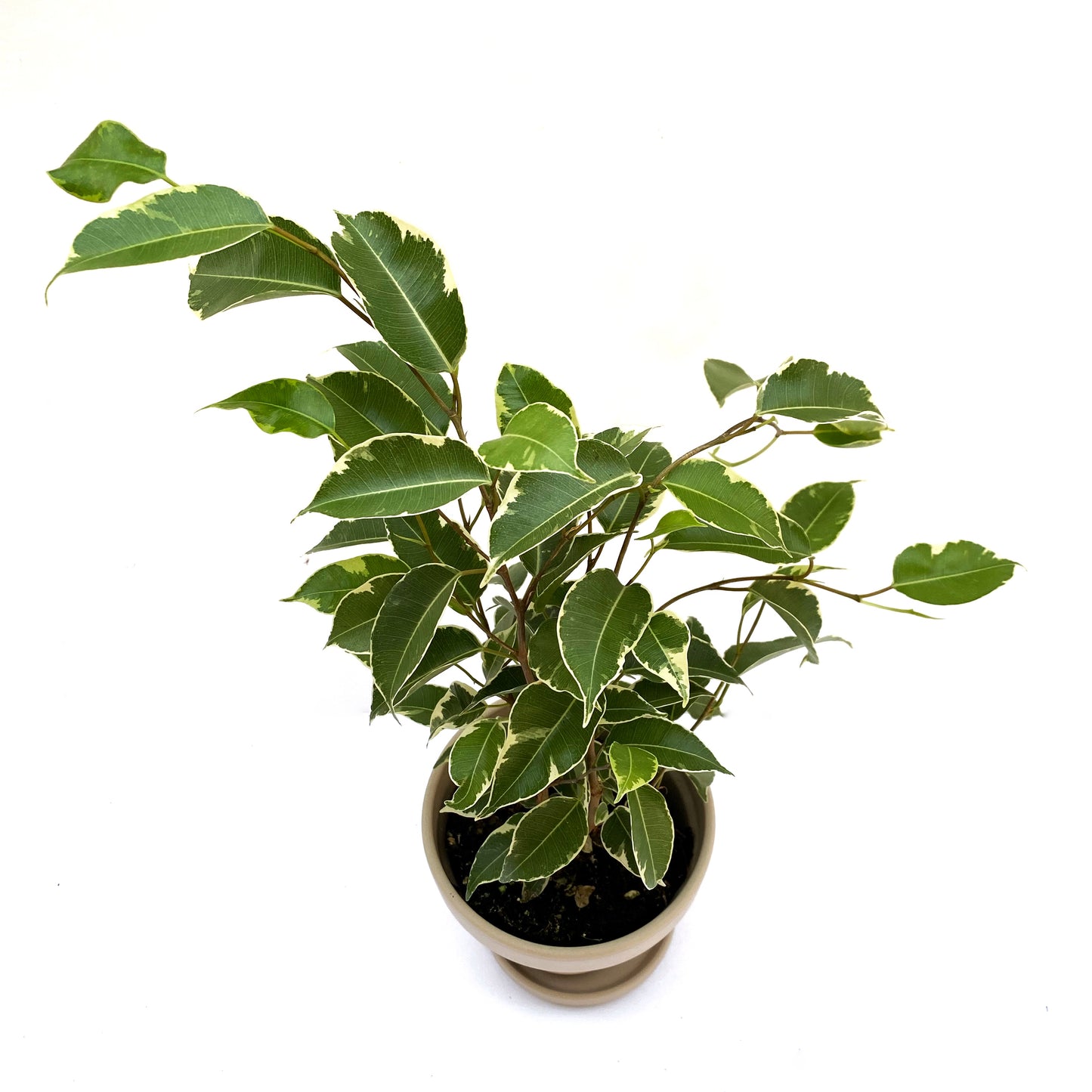 Ficus Benjamina variegata