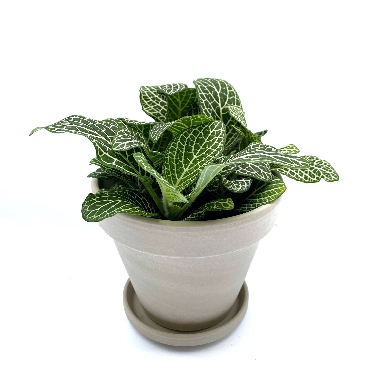 Fittonia