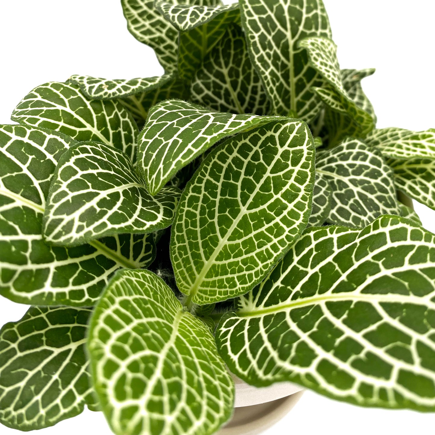 Fittonia