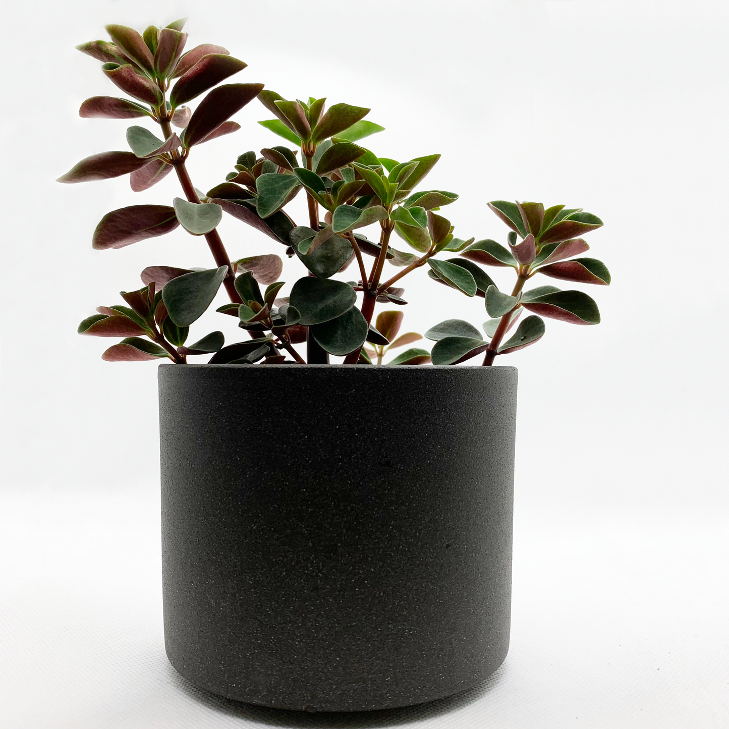 Peperomia verticillata ‘red log’ | 4’’