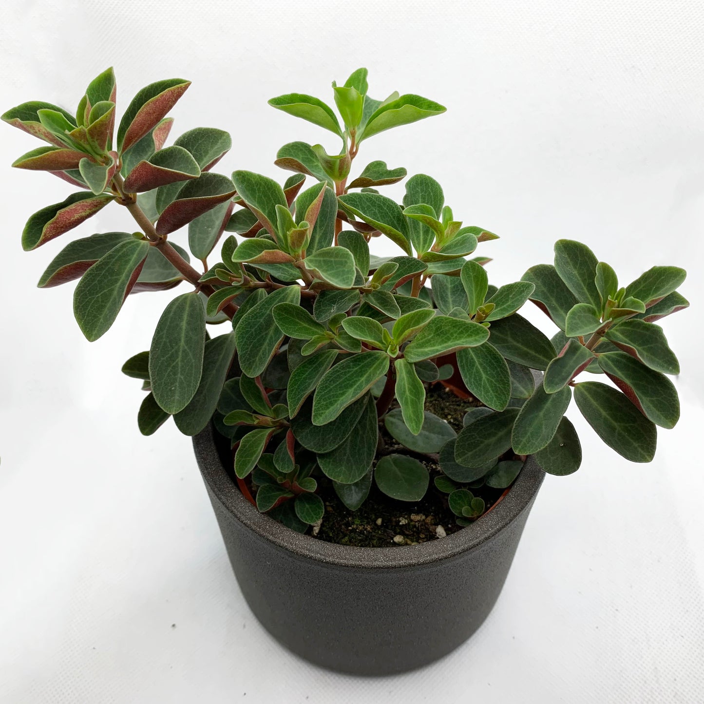 Peperomia verticillata ‘red log’ | 4’’