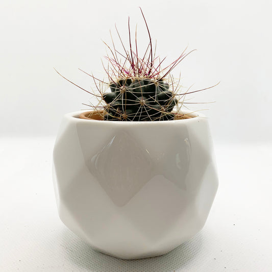 Ferocactus hamatacanthus | 2,5"