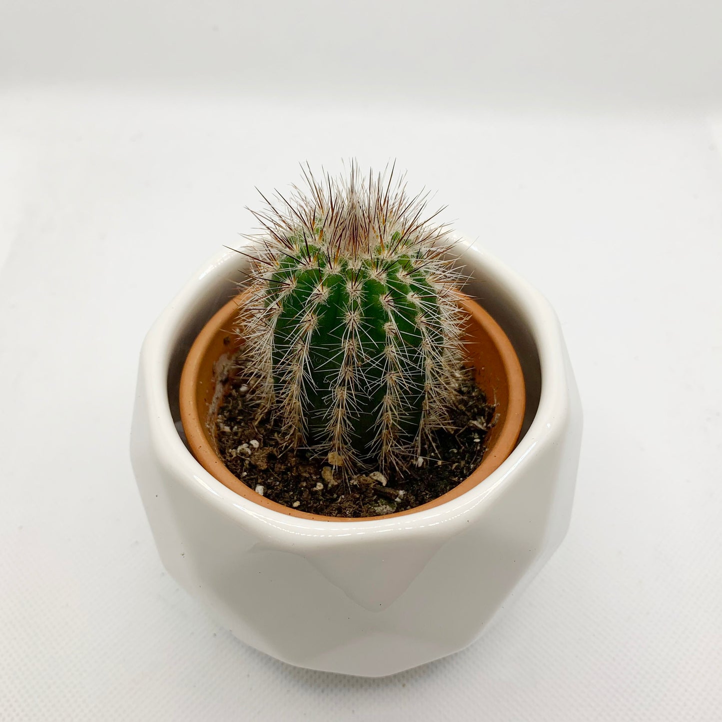 Echinocereus laui | 2,5"