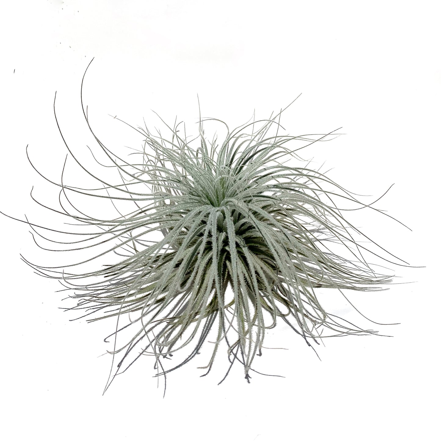 Tillandsia Tectorum XXXL