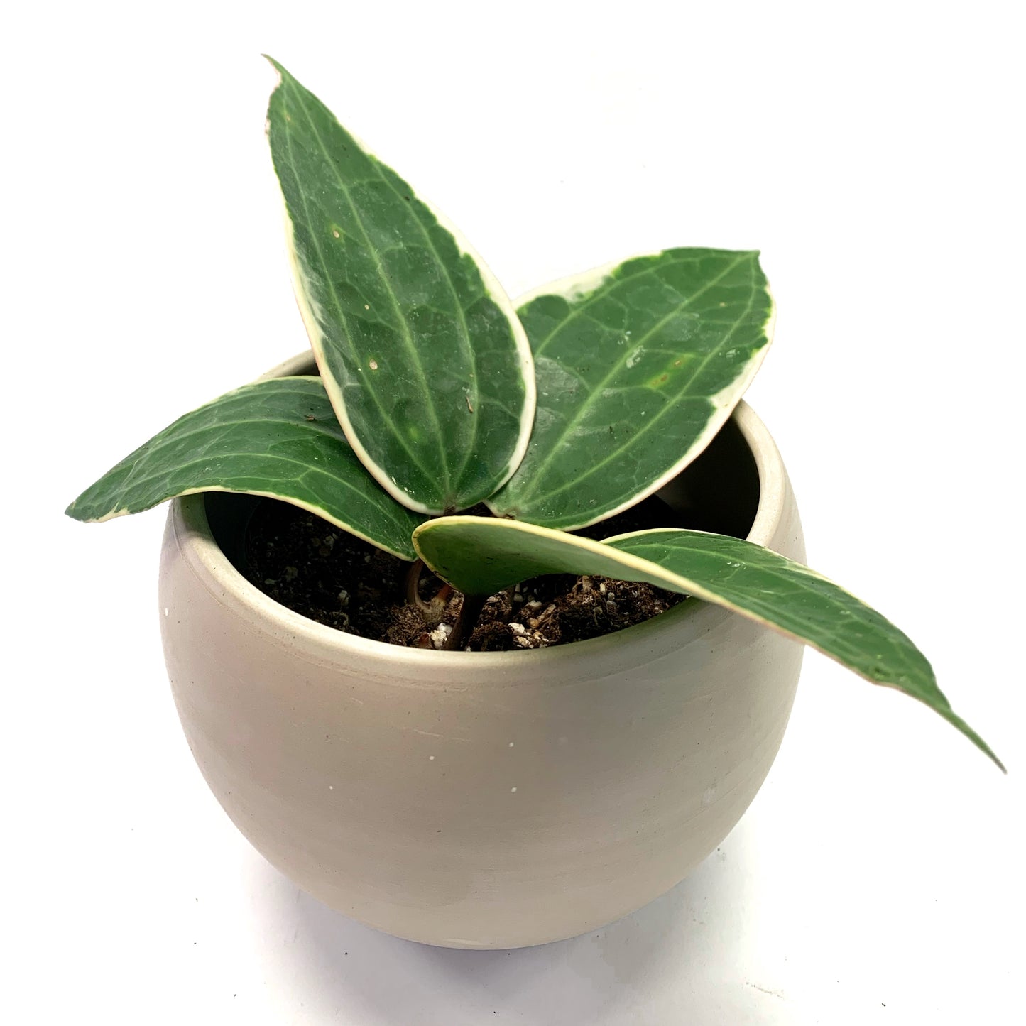 Hoya Macrophylla