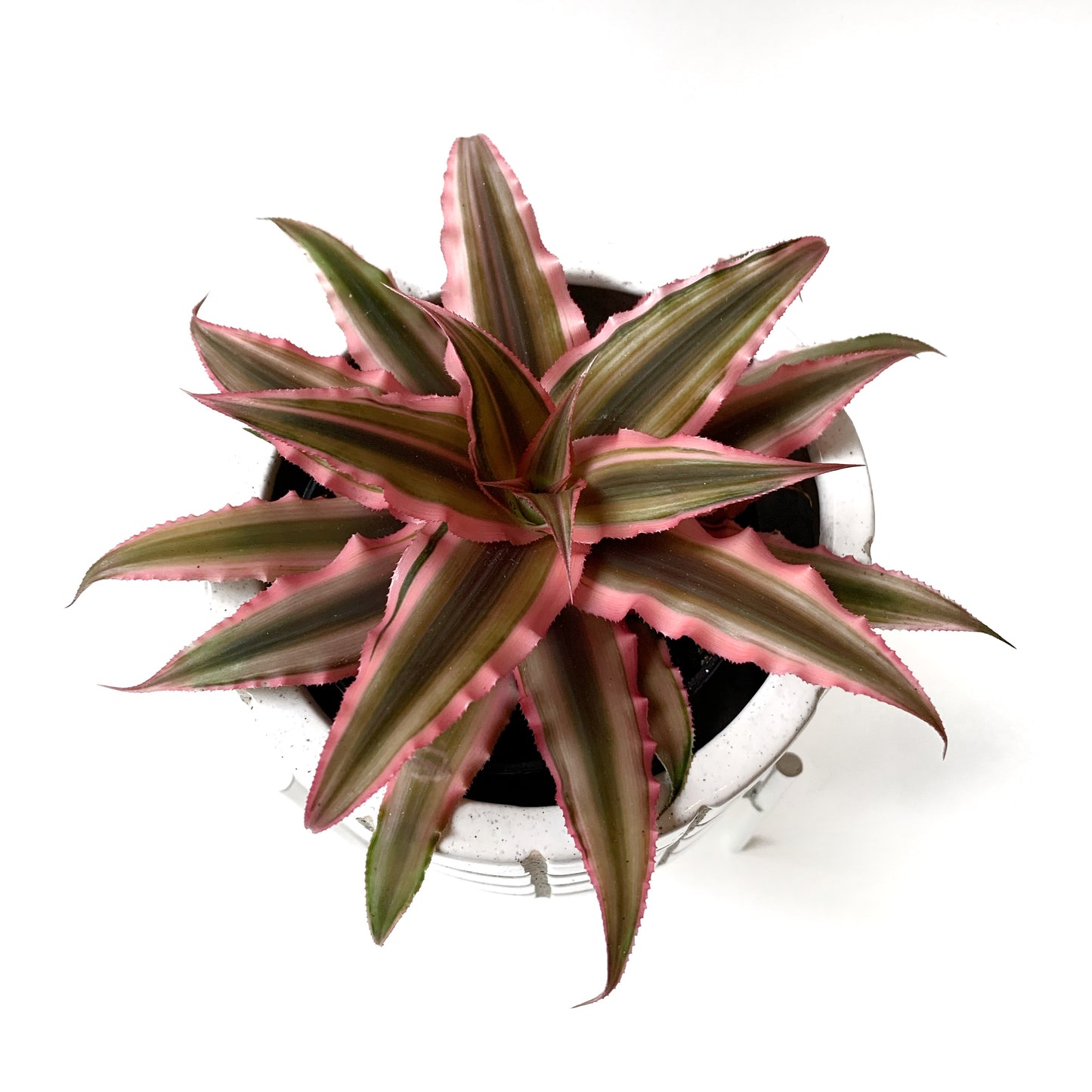 Cryptanthus | 3,5’’