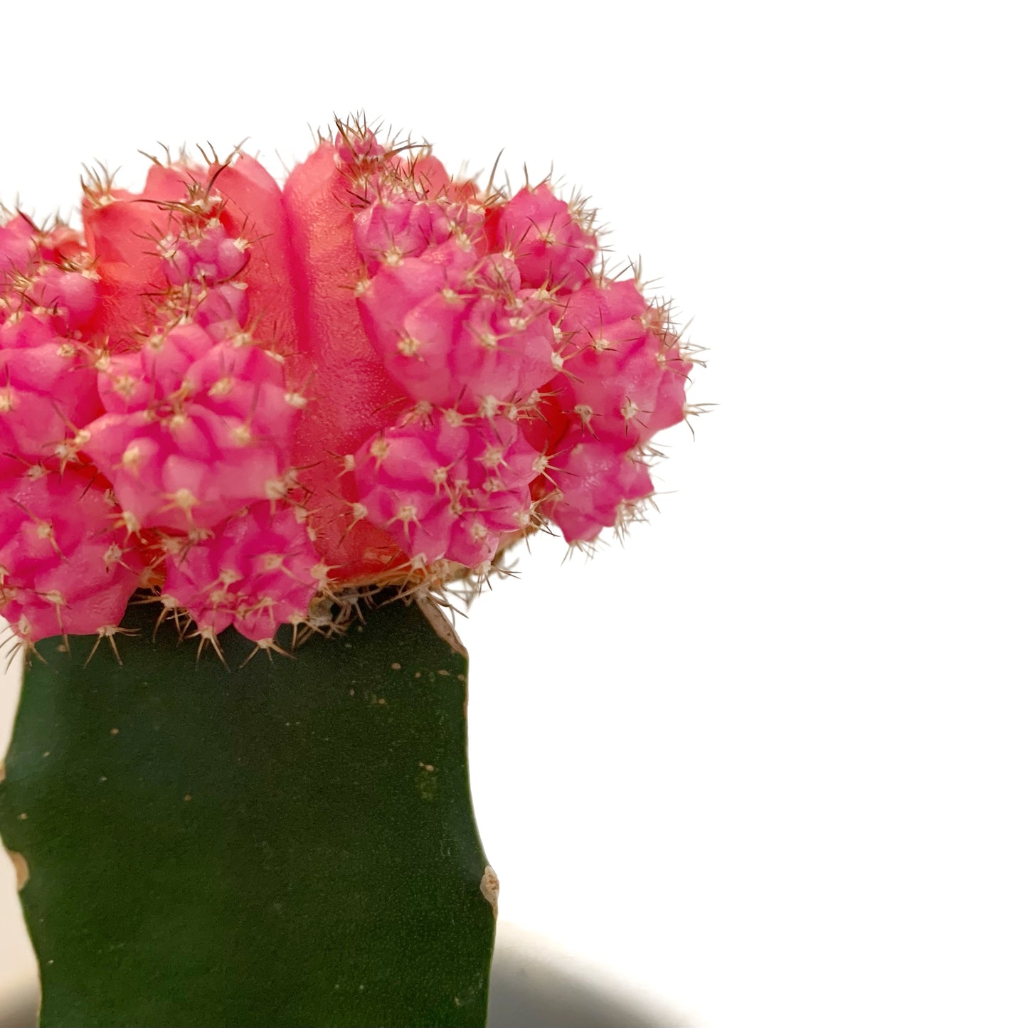 Gymnocalycium mihanovichii greffé