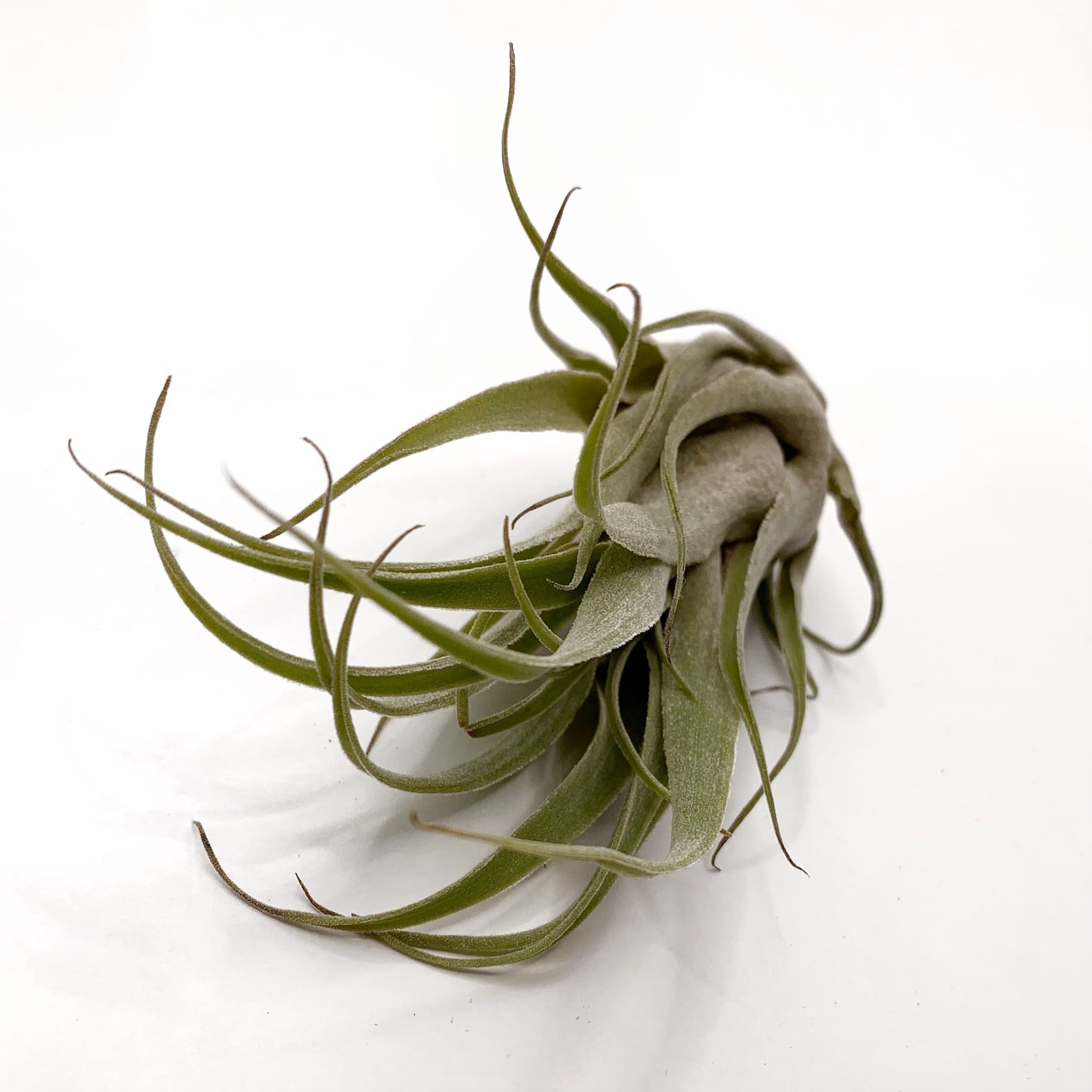 Tillandsia