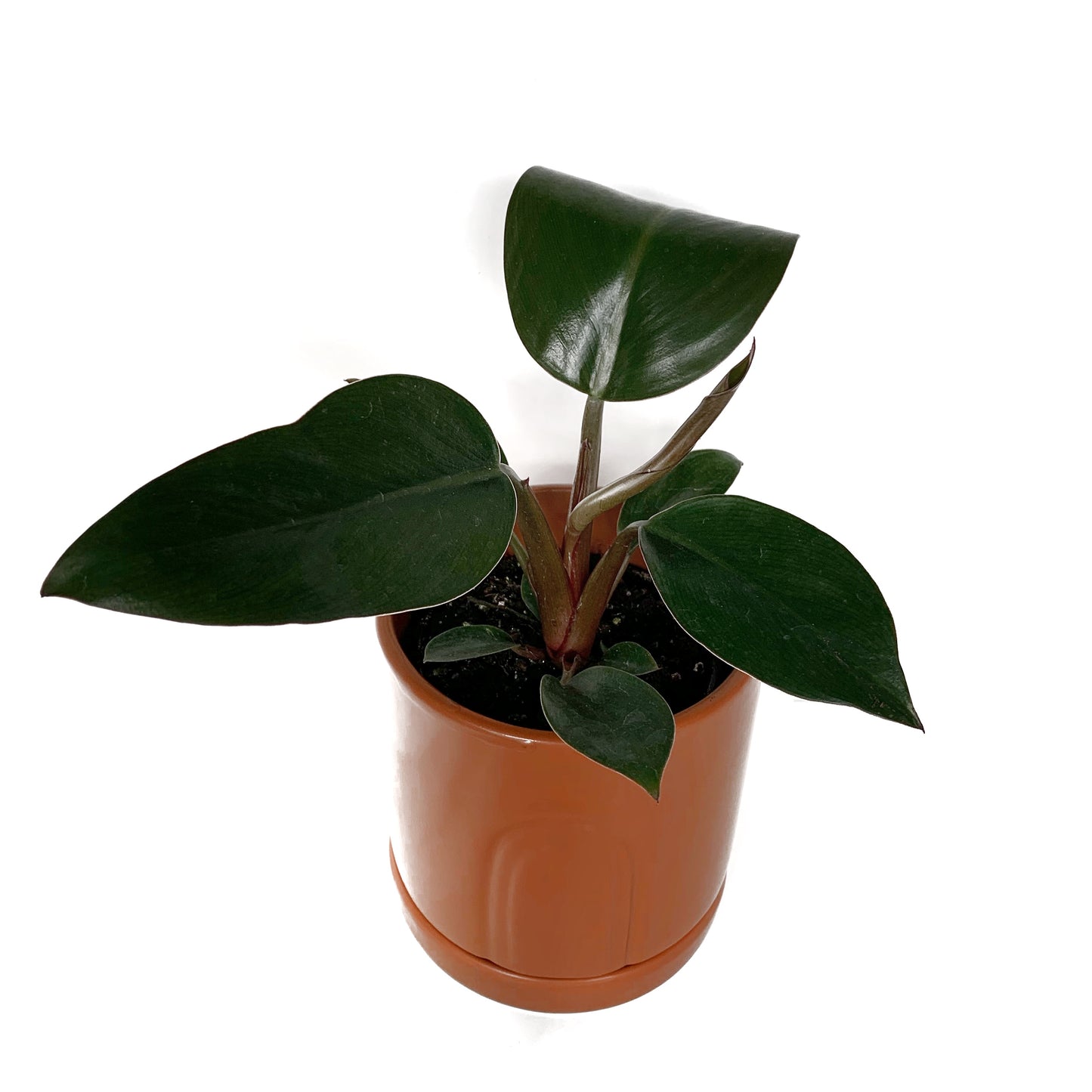 Philodendron Rojo Congo