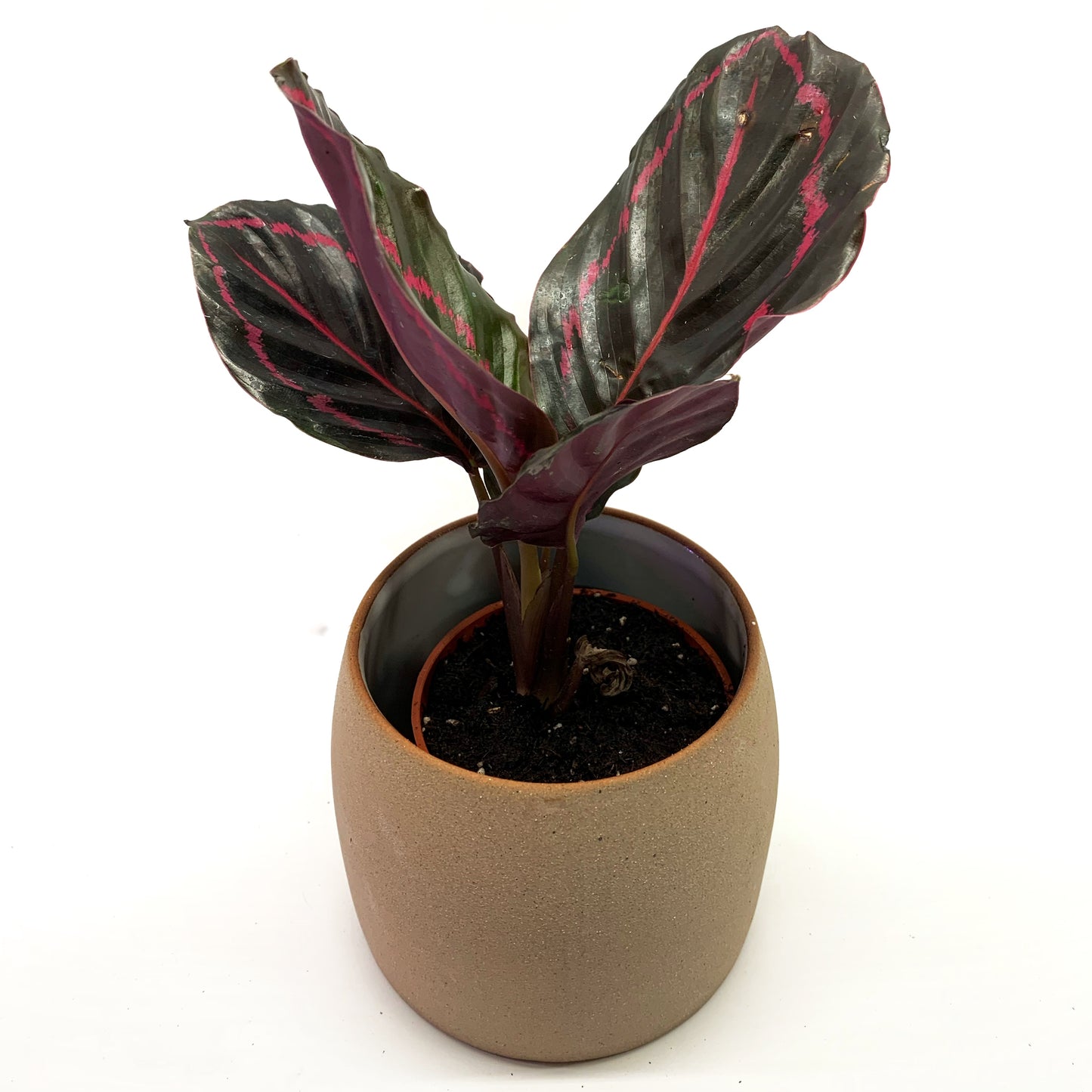 Calathea | 2,5''