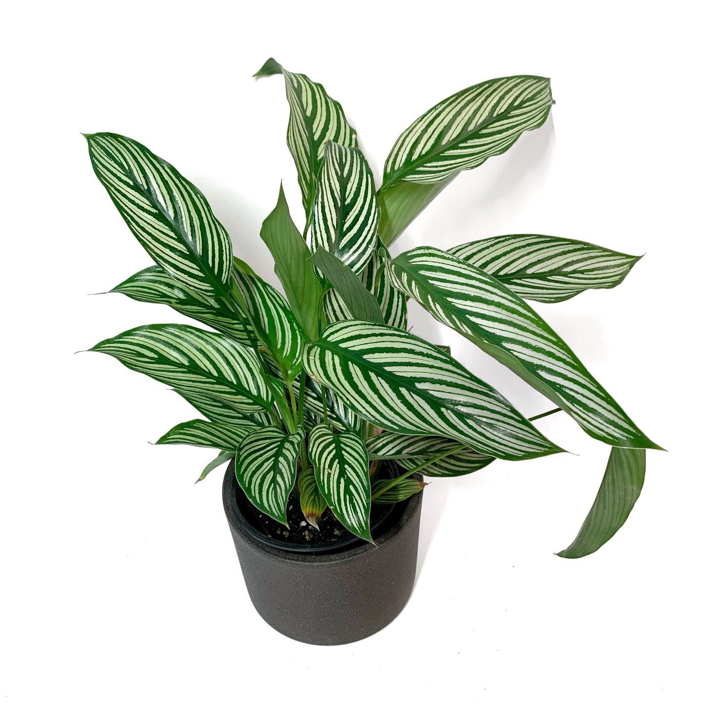 Calathea Vittata