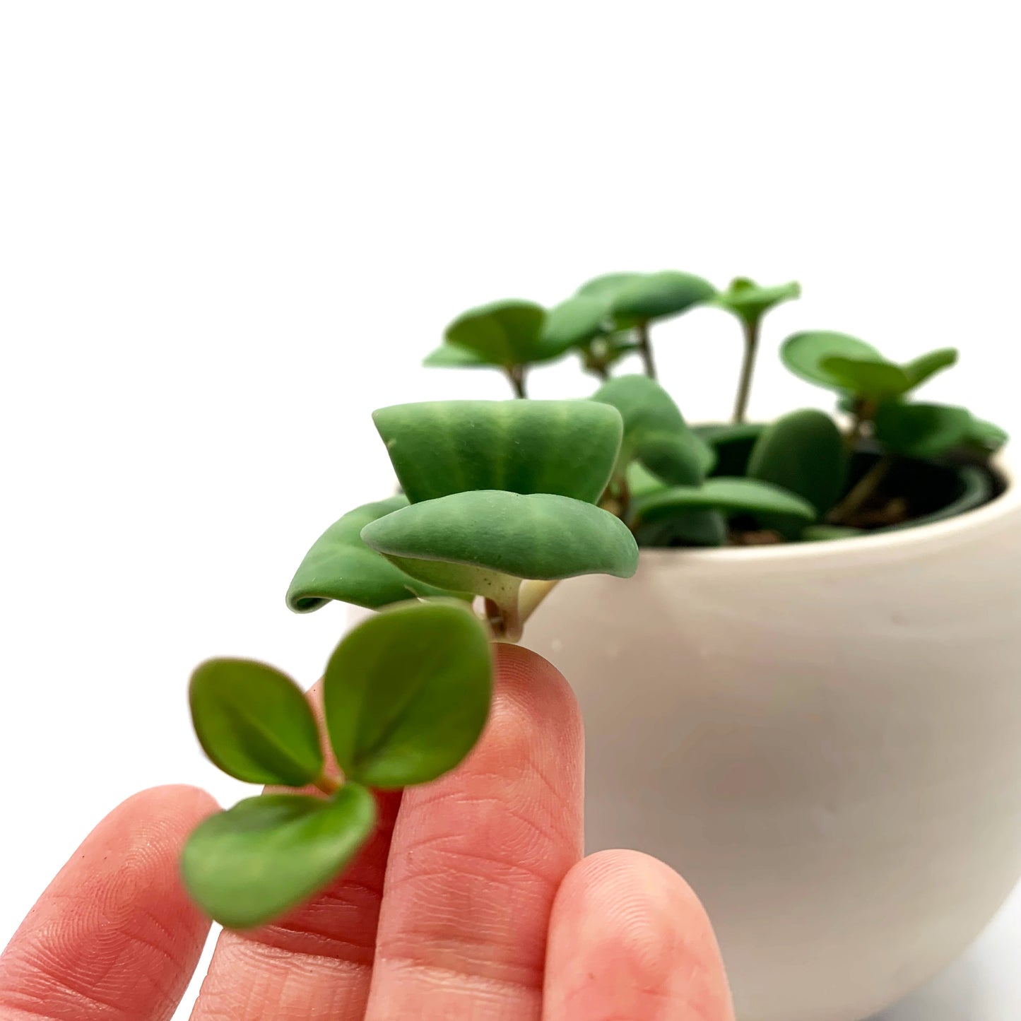 Peperomia Hope