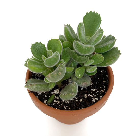 Cotyledon tomentosa