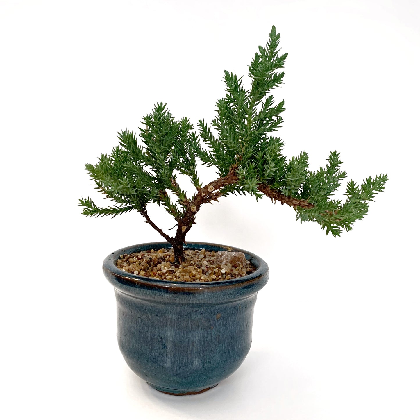 Bonsaï Juniperus | 3’’