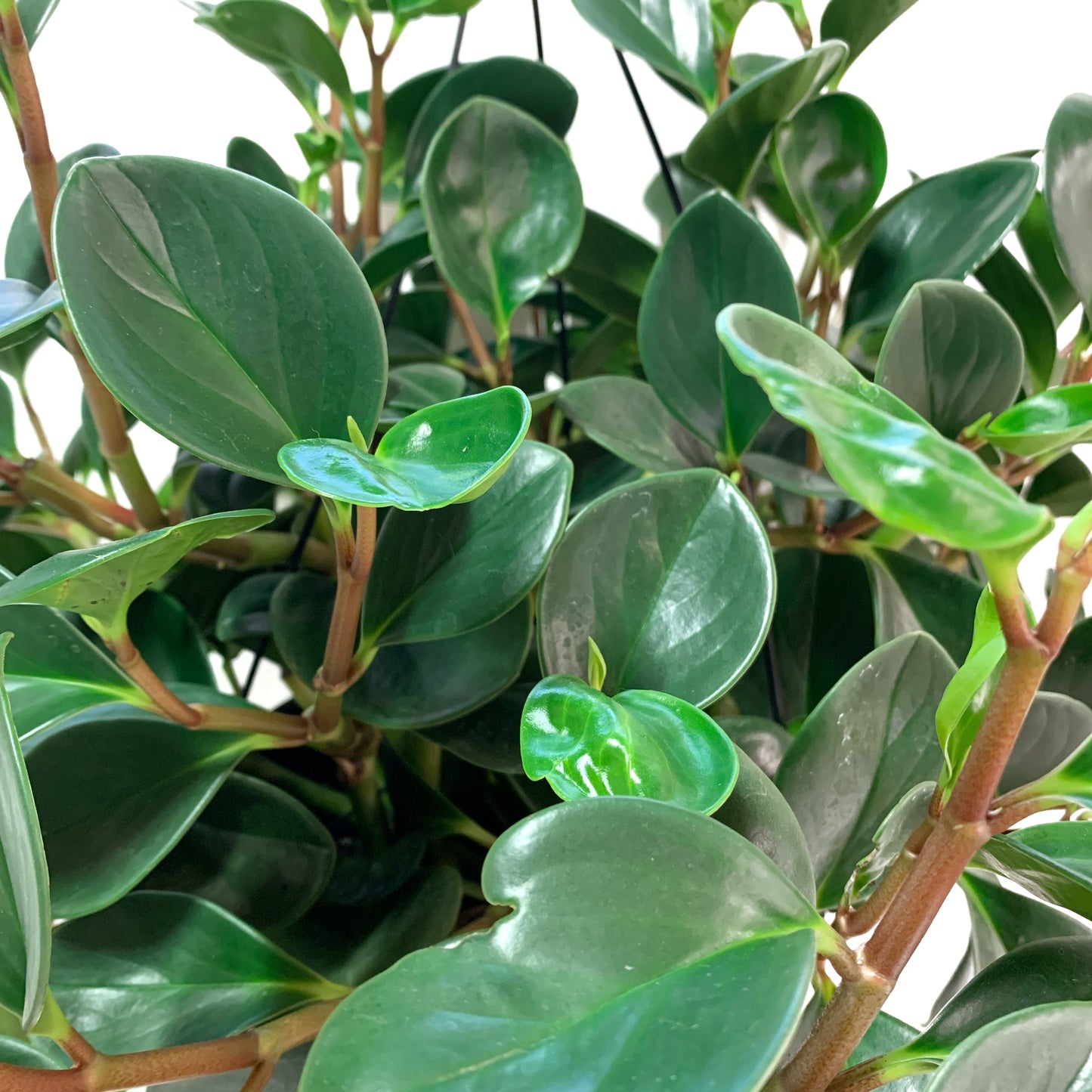 Peperomia obtusifolia | 10" | suspendu