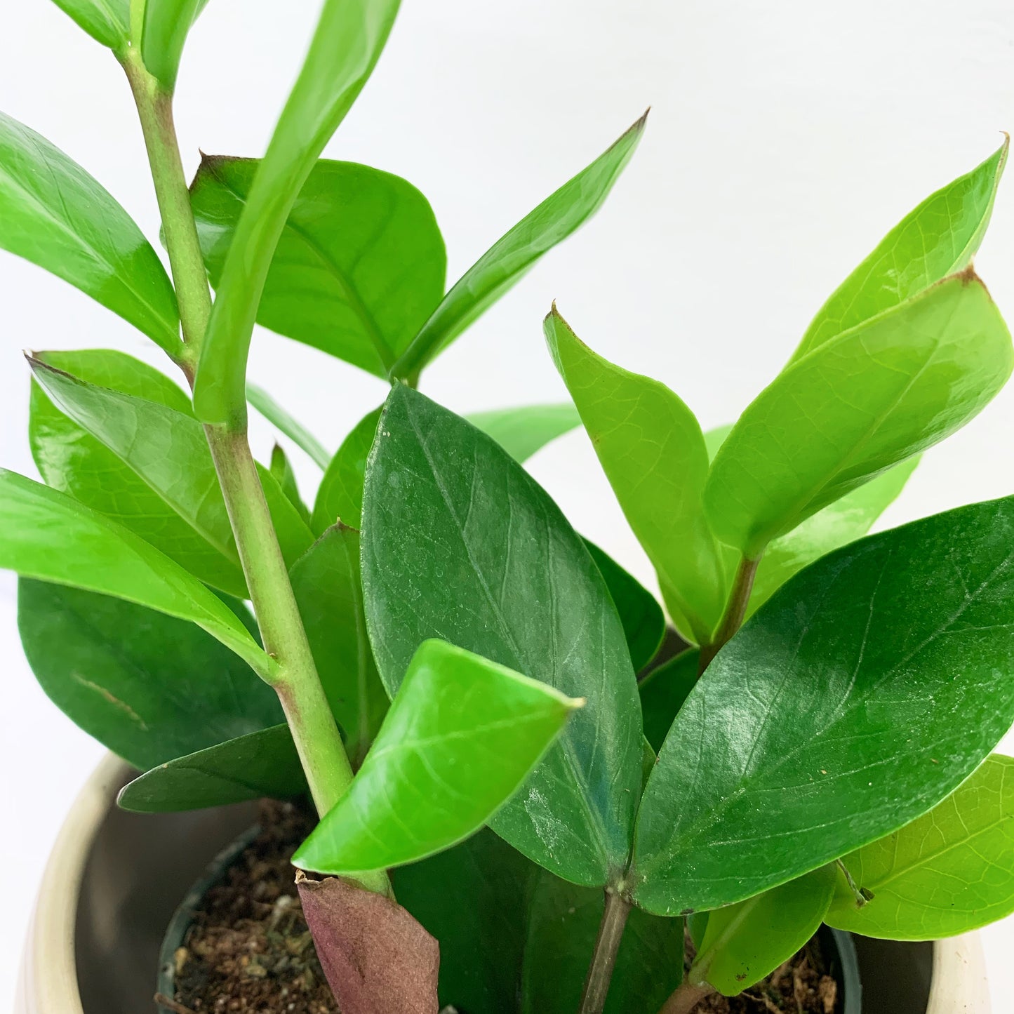 Zamioculcas zamiifolia