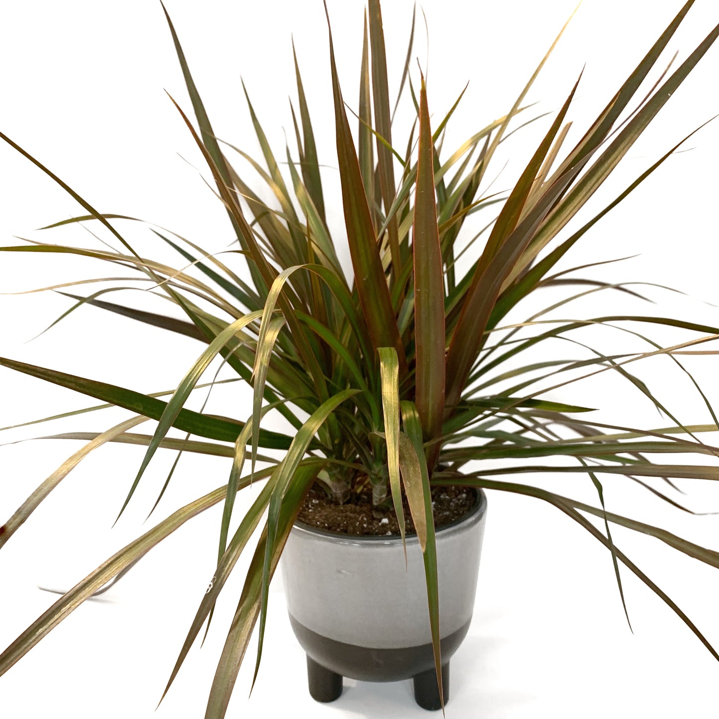 Dracaena Bicolore