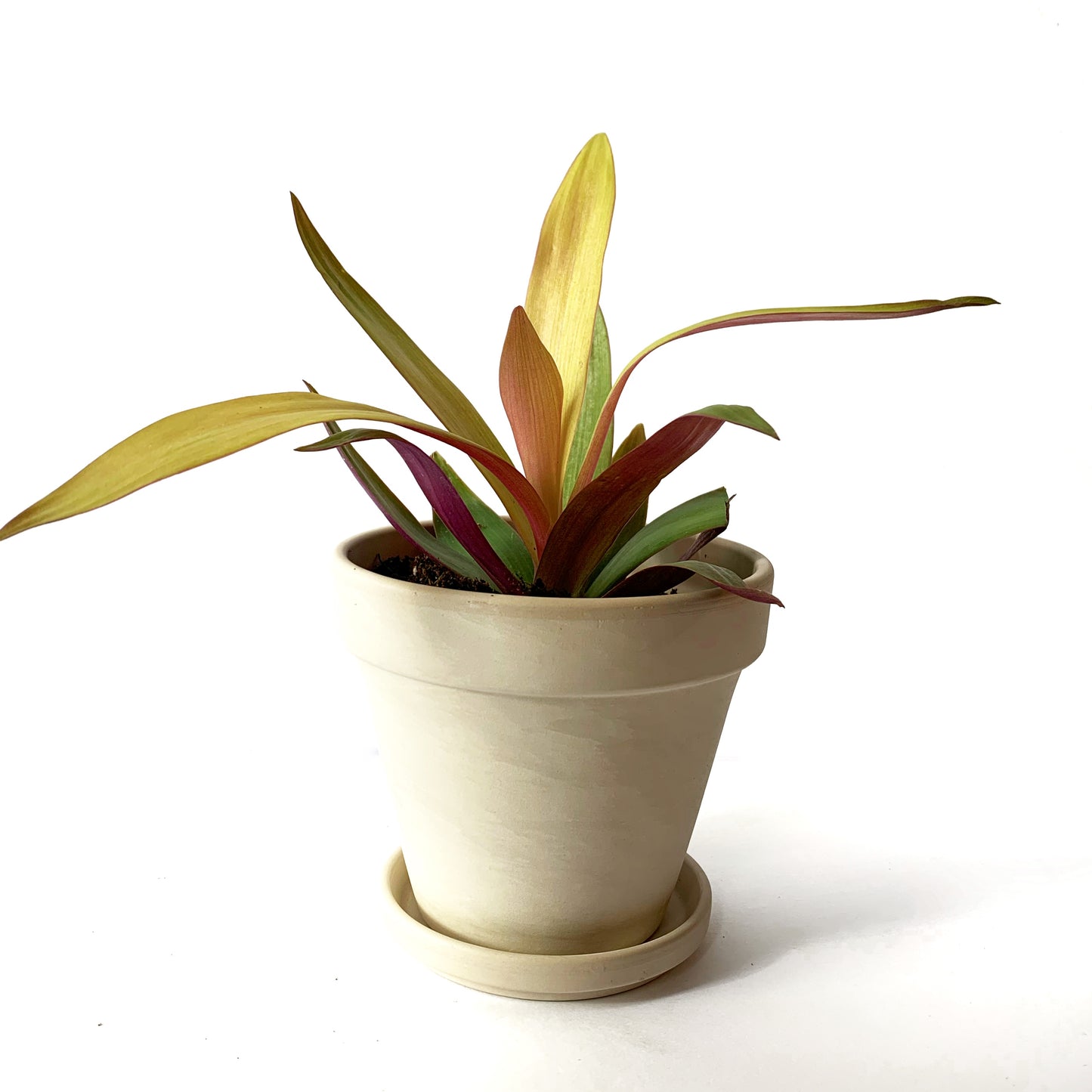 Tradescantia spathacea 'Gold' | 4’’