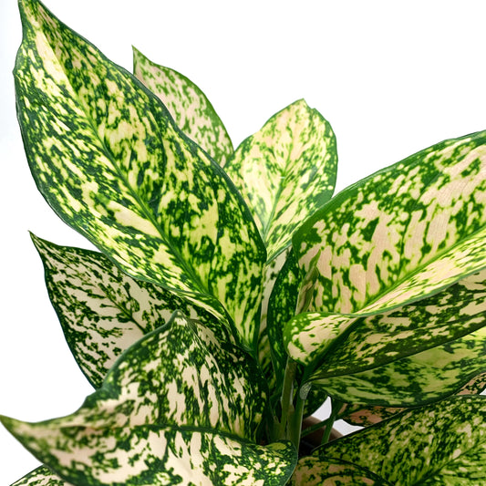 Aglaonema Spring Snow | 5’’