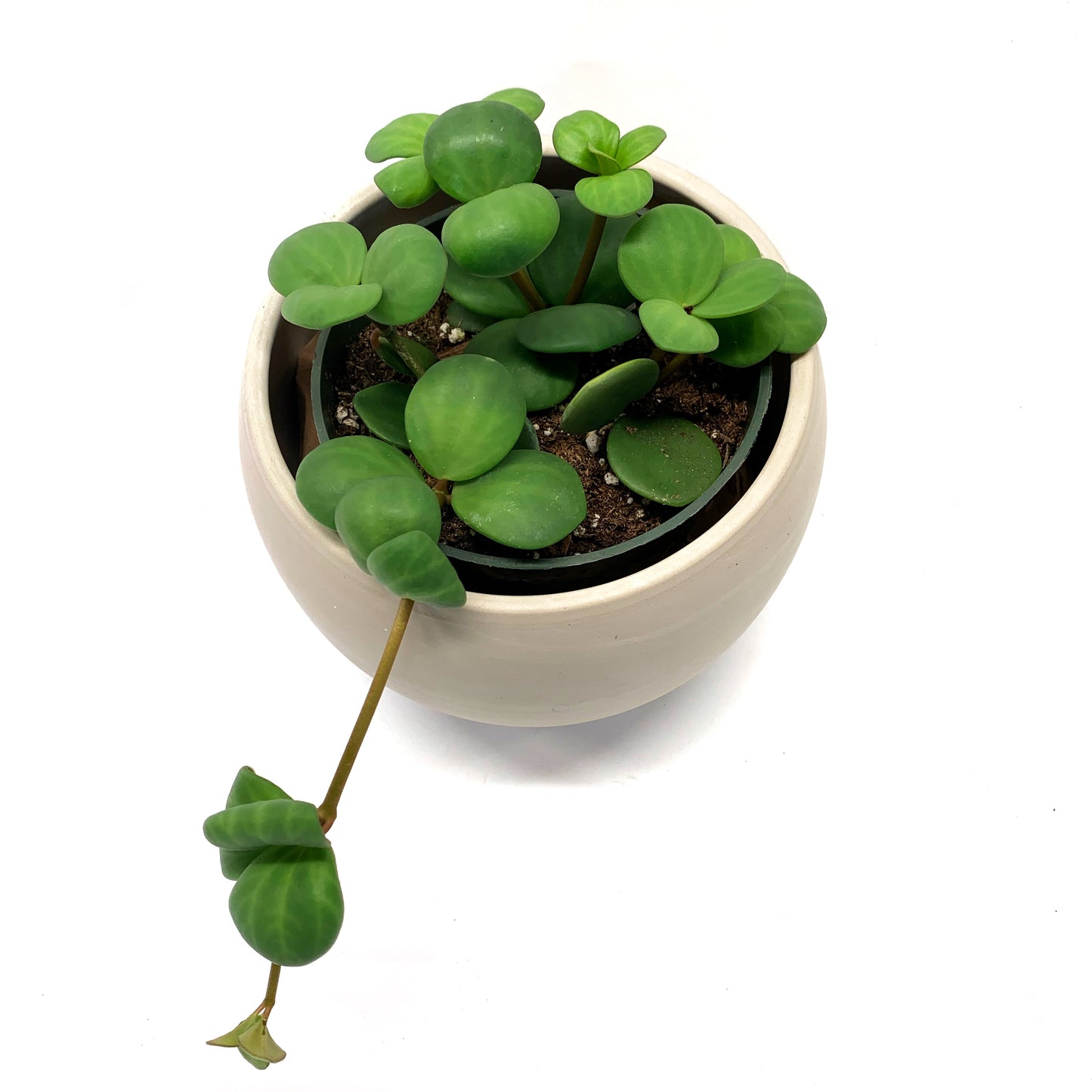 Peperomia Hope