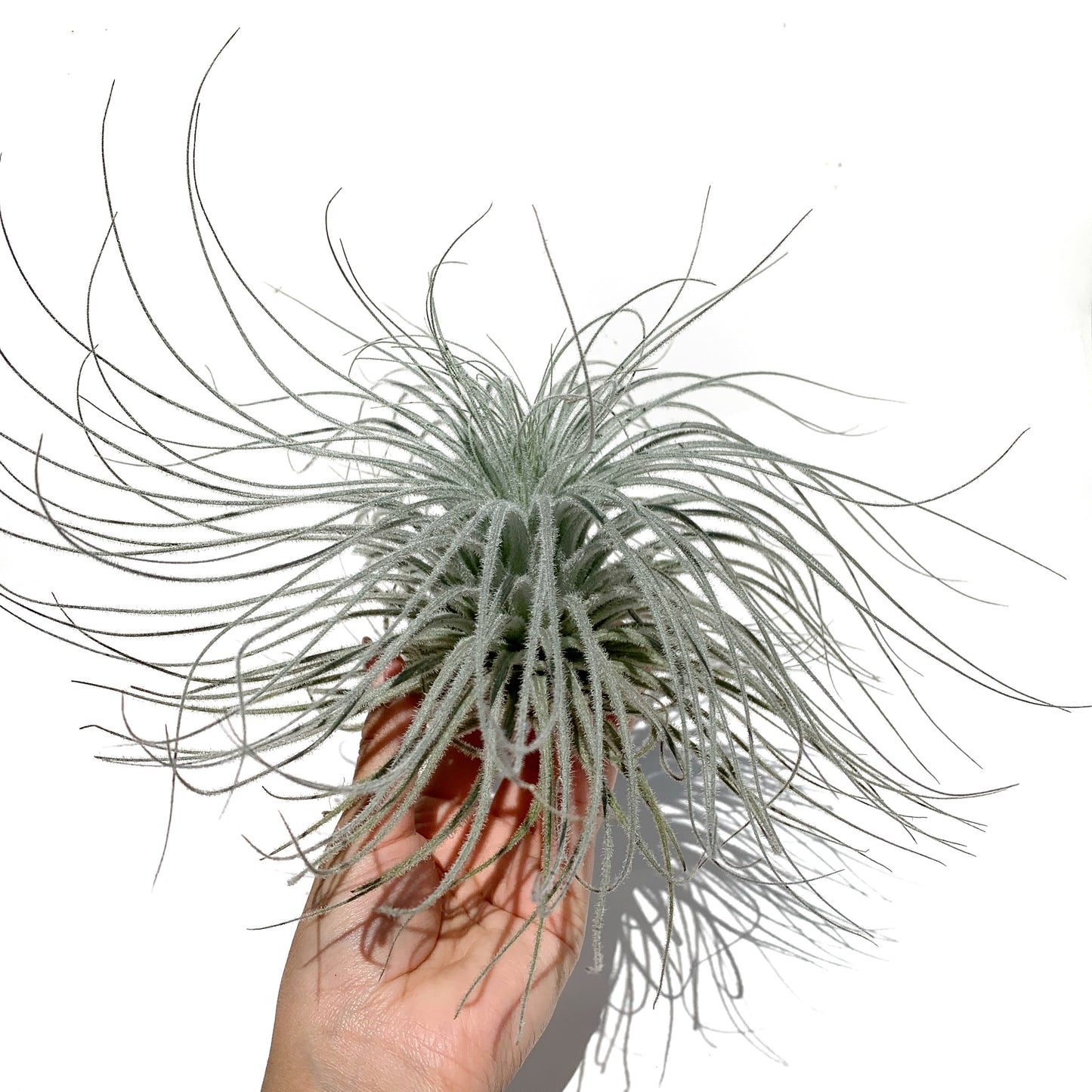 Tillandsia Tectorum XXXL