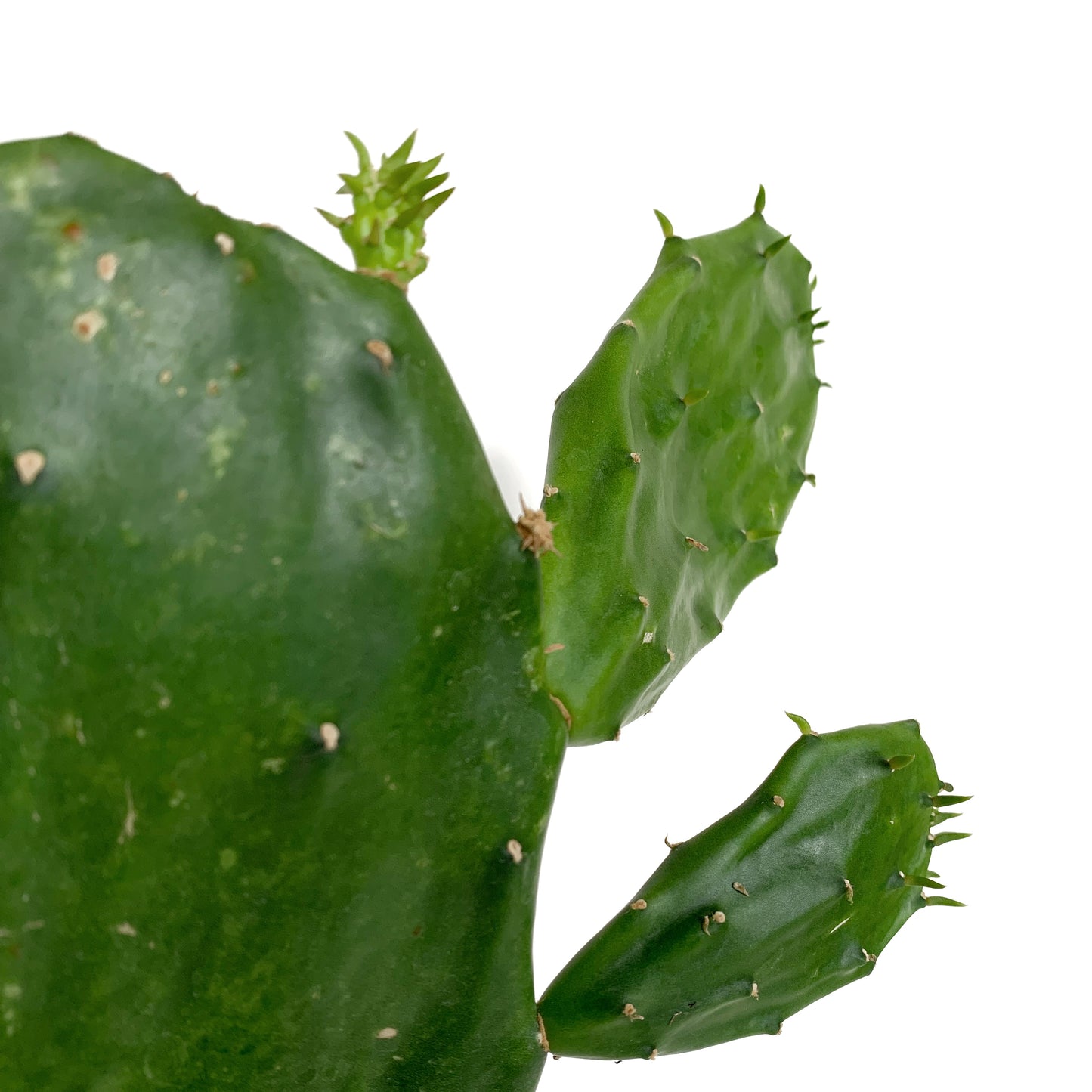 Opuntia Ficus Indica