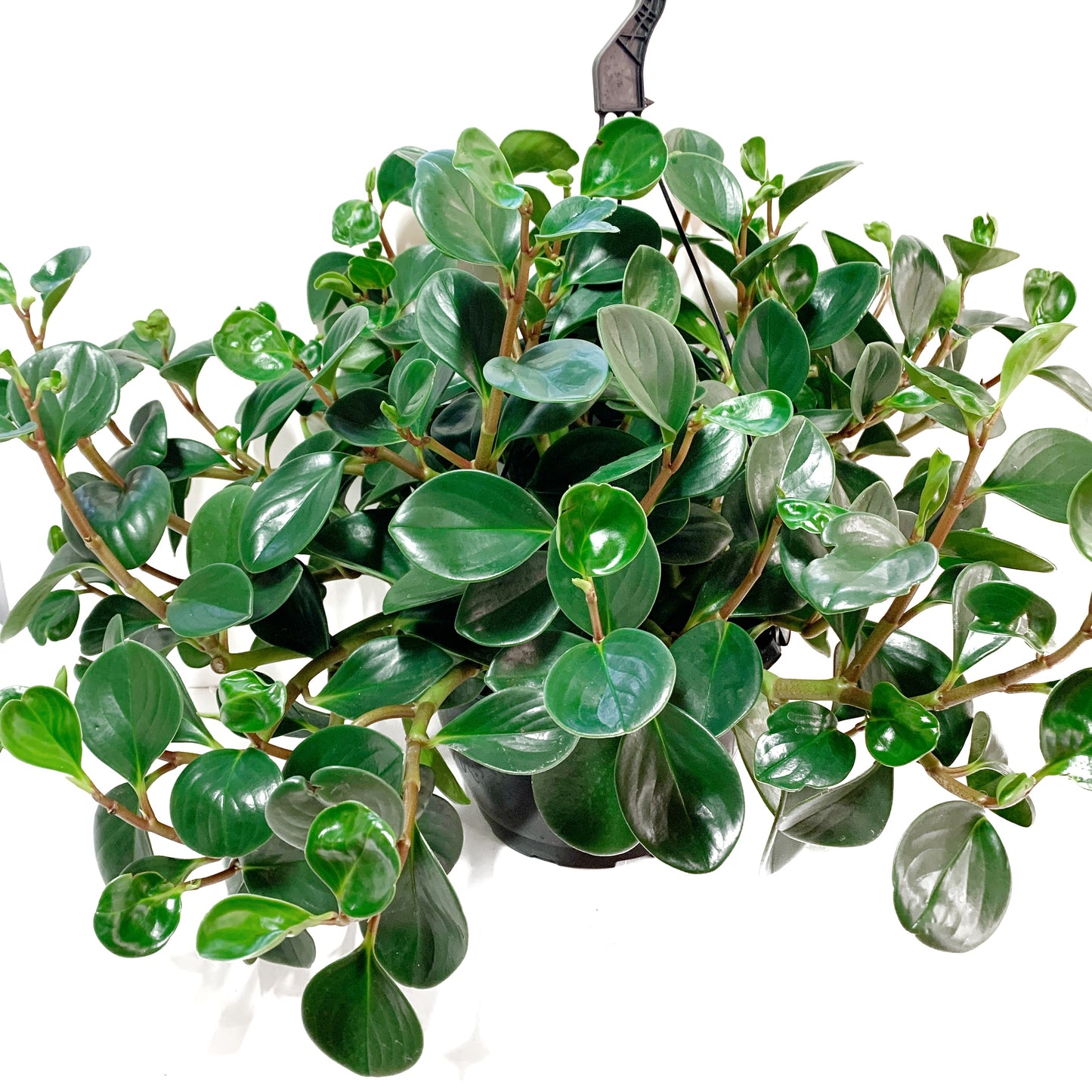 Peperomia obtusifolia | 10" | suspendu