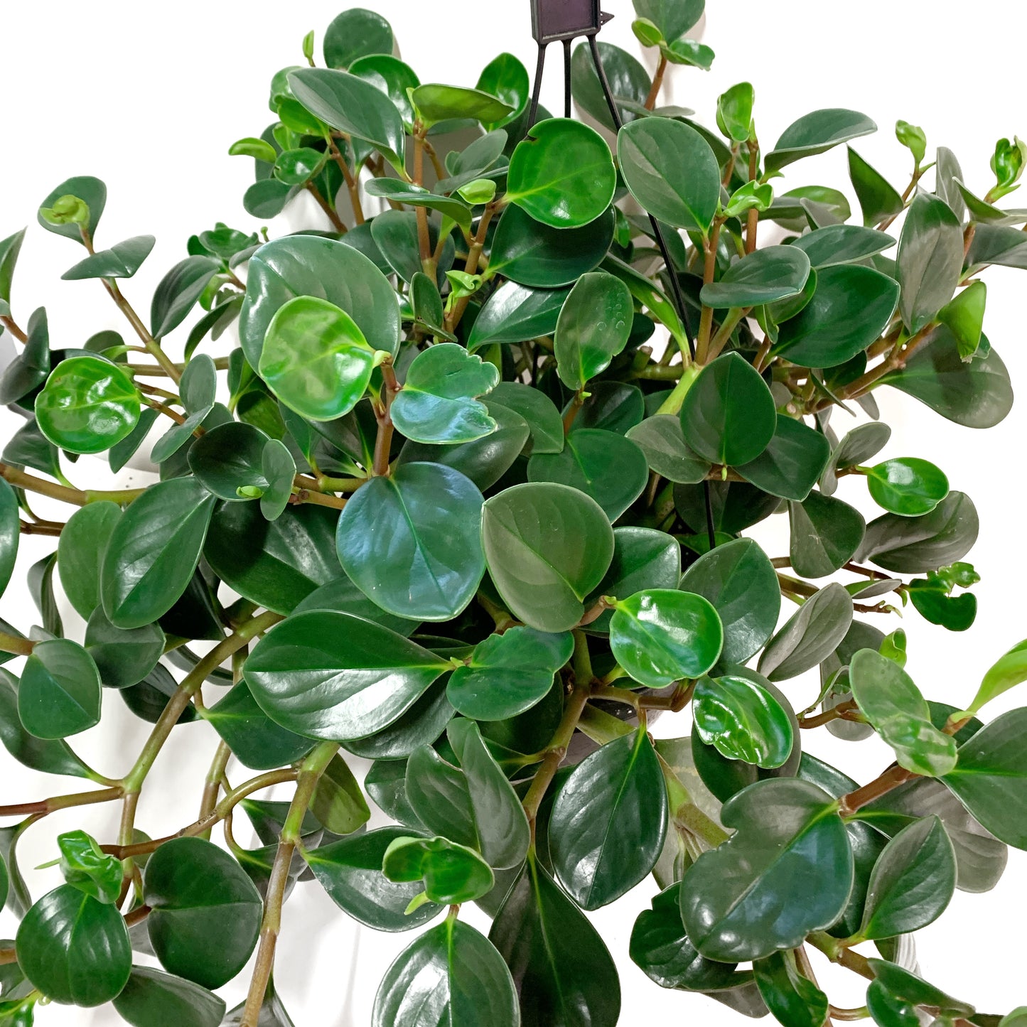 Peperomia obtusifolia | 10" | suspendu