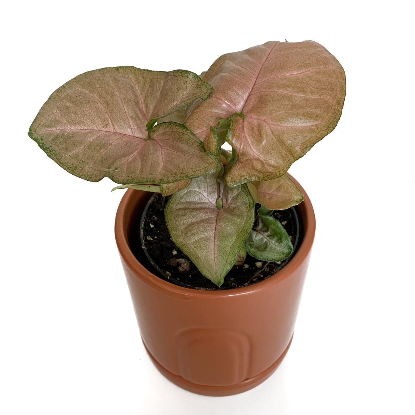 Syngonium strawberry cream | 4’’