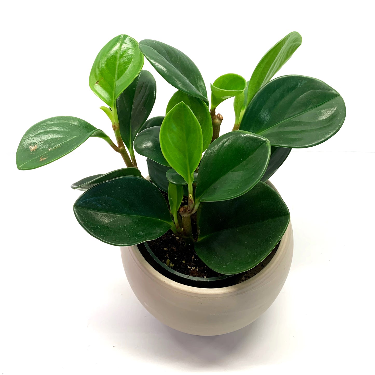 Peperomia obtusifolia