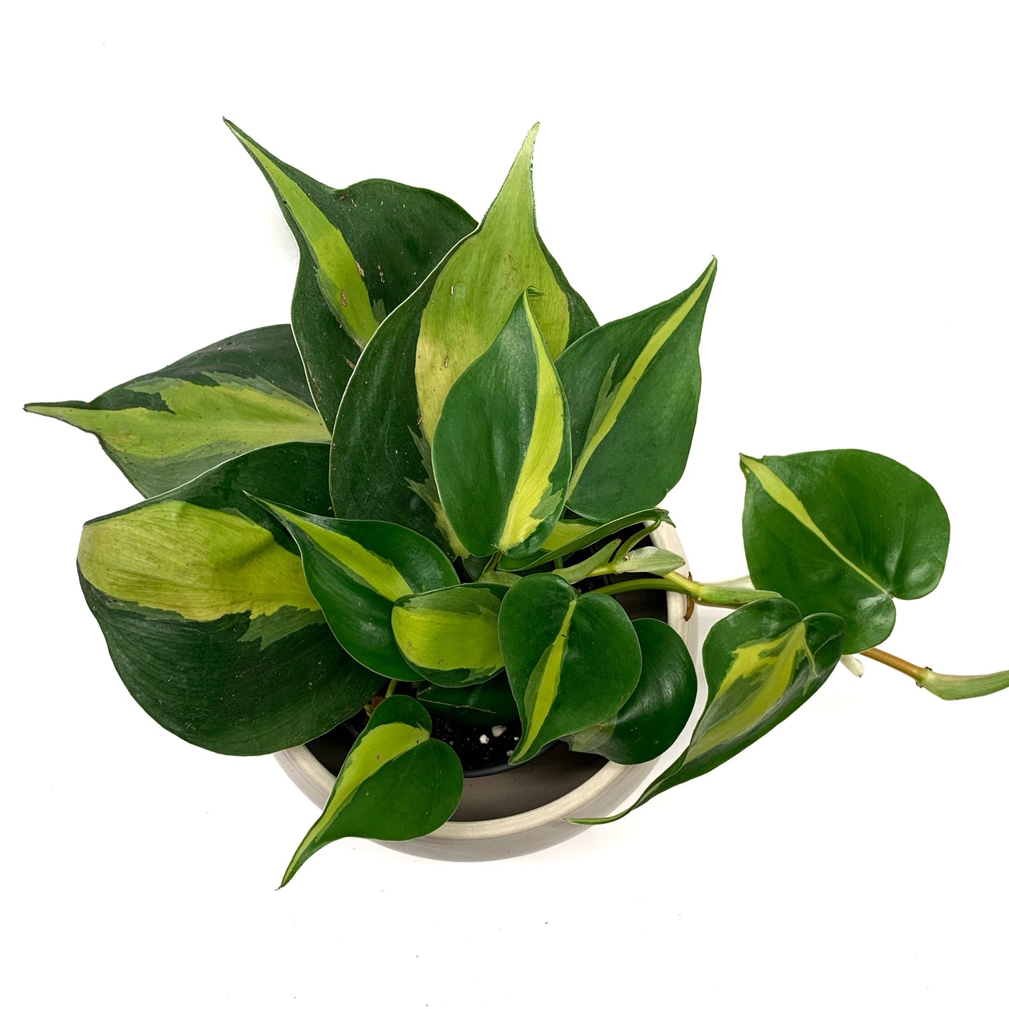 Philodendron Brazil