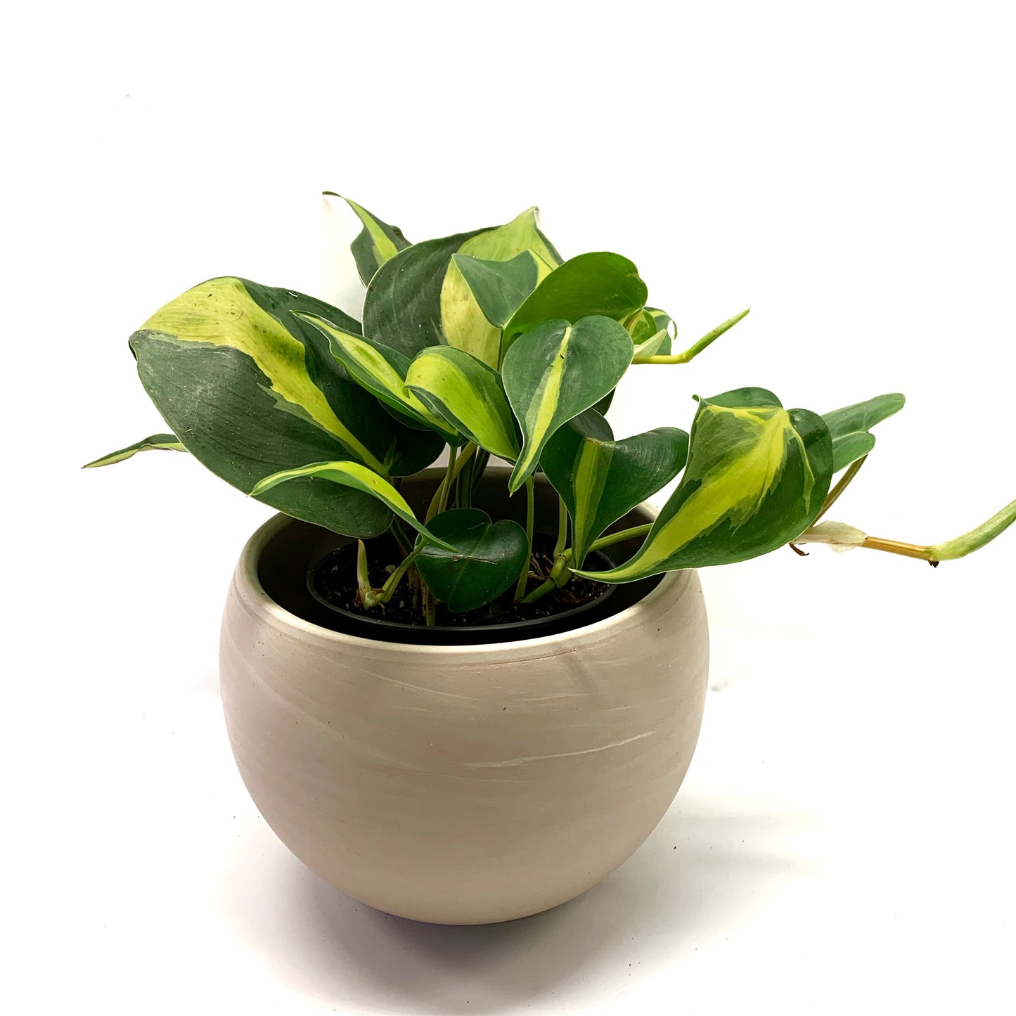 Philodendron Brazil