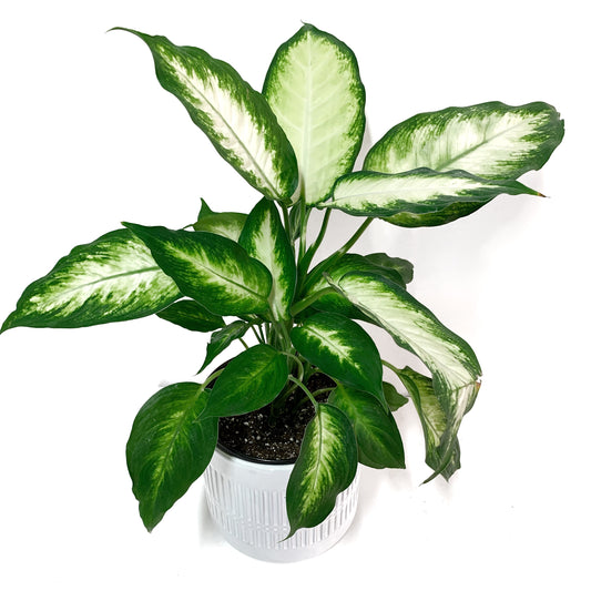 Dieffenbachia