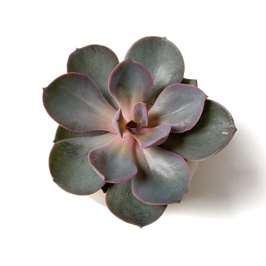 Echeveria | 2,5’’