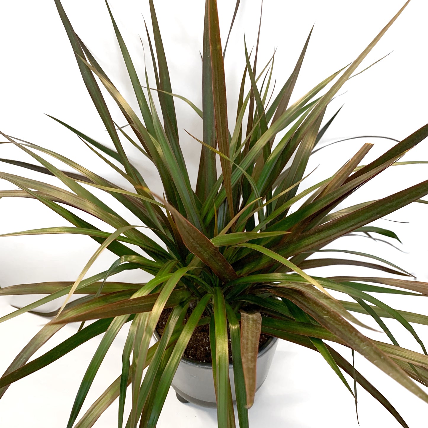 Dracaena Bicolore