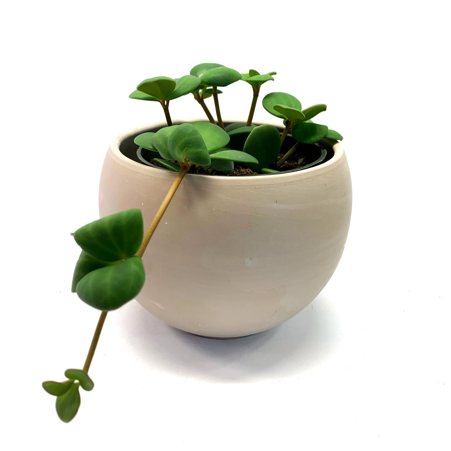 Peperomia Hope