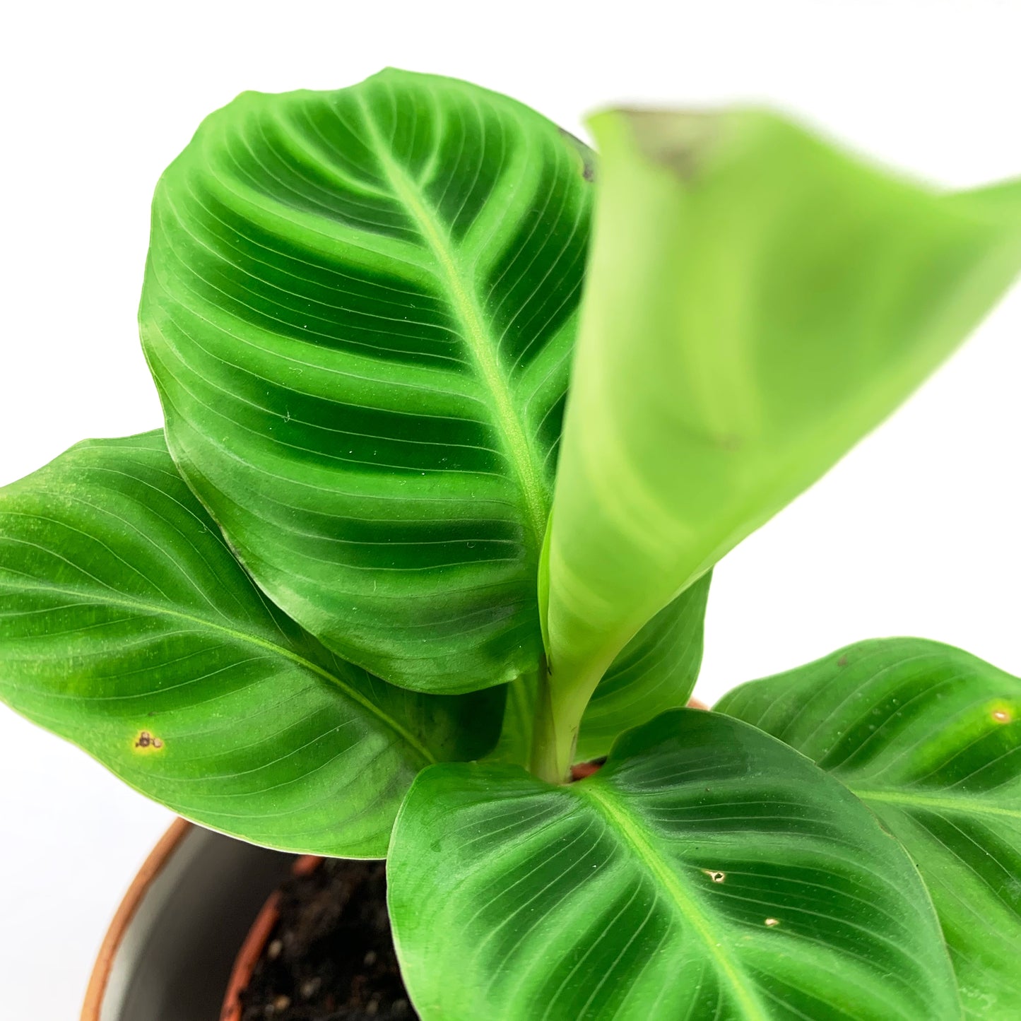 Calathea | 2,5''