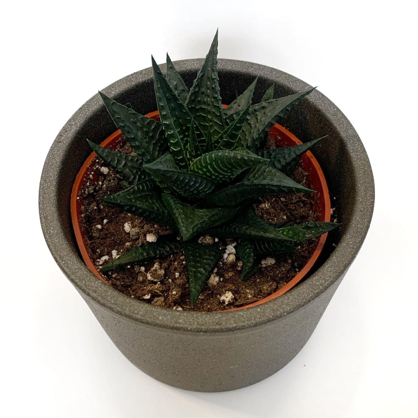 Gasteria | 4"