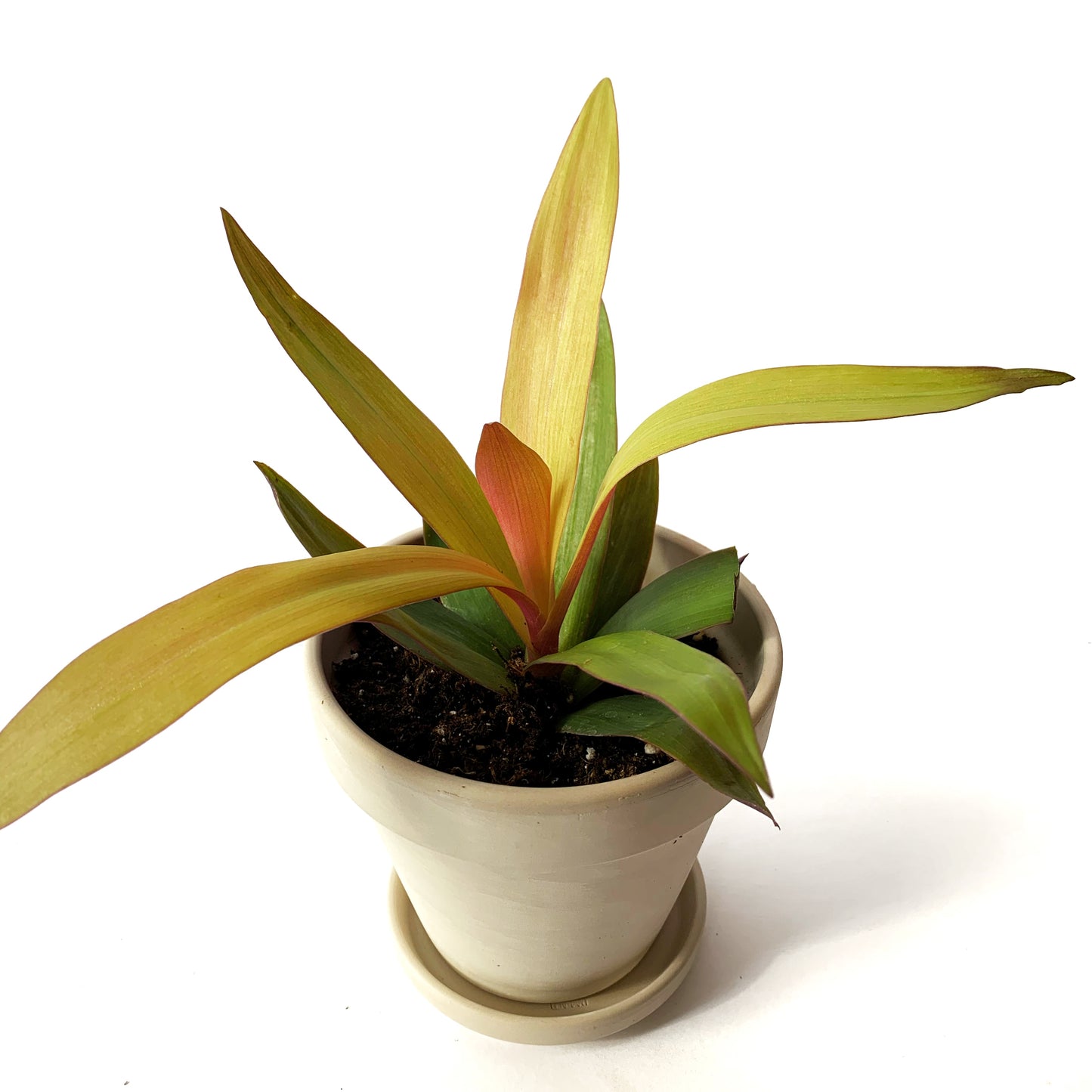 Tradescantia spathacea 'Gold' | 4’’