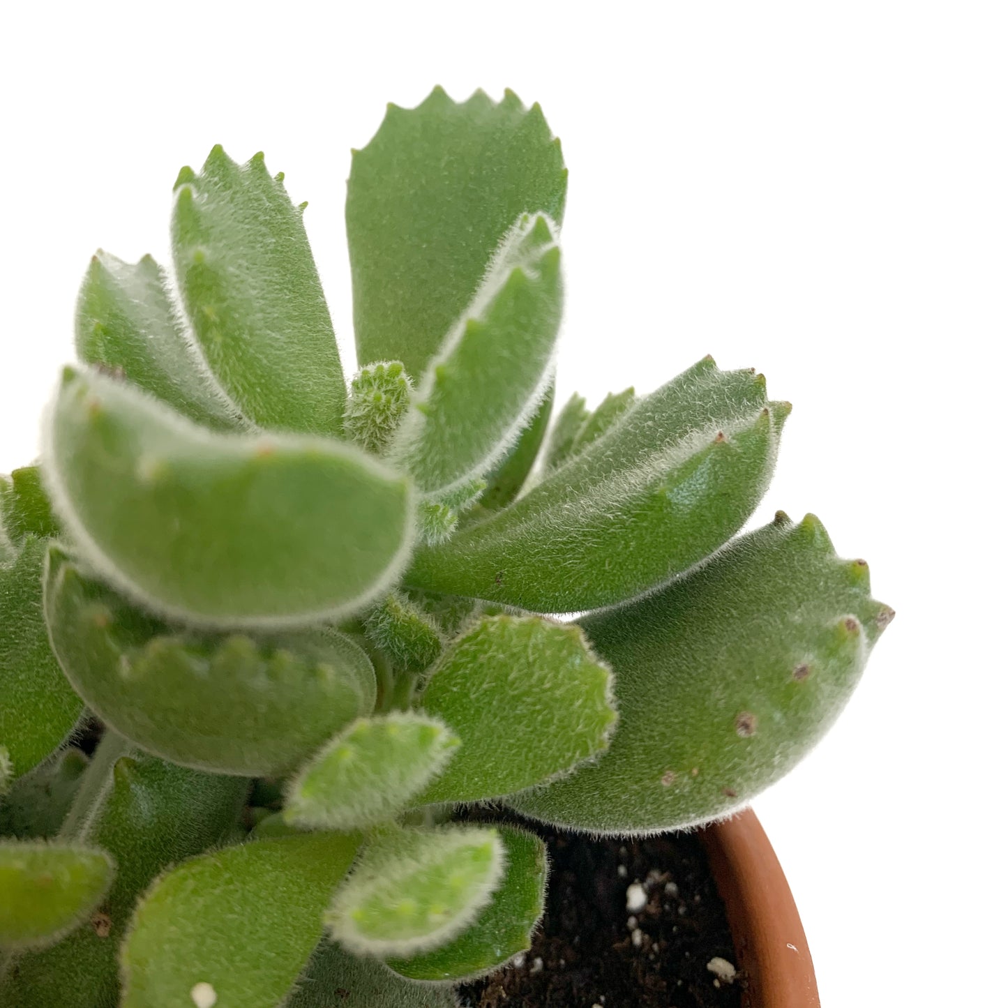 Cotyledon tomentosa