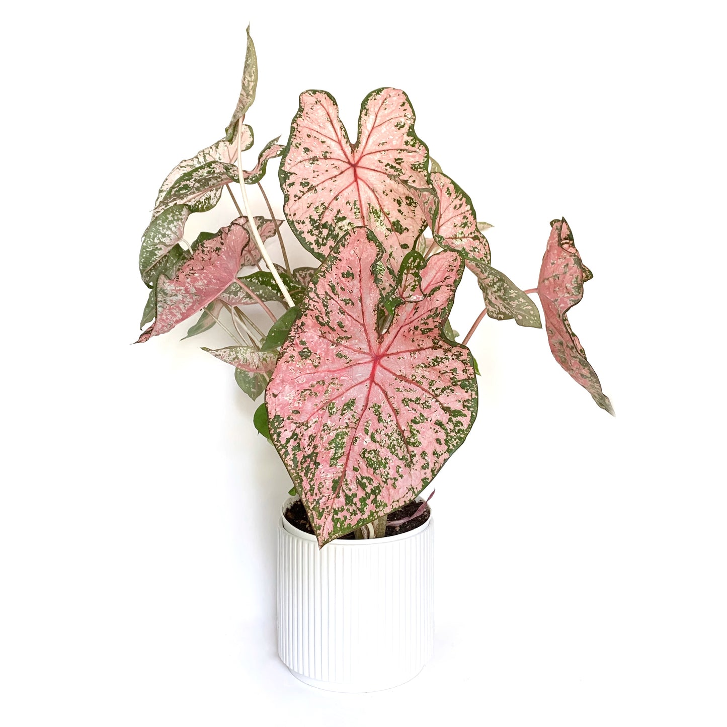 Caladium | 5”