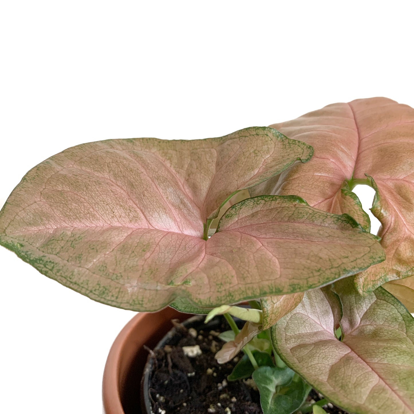 Syngonium strawberry cream | 4’’