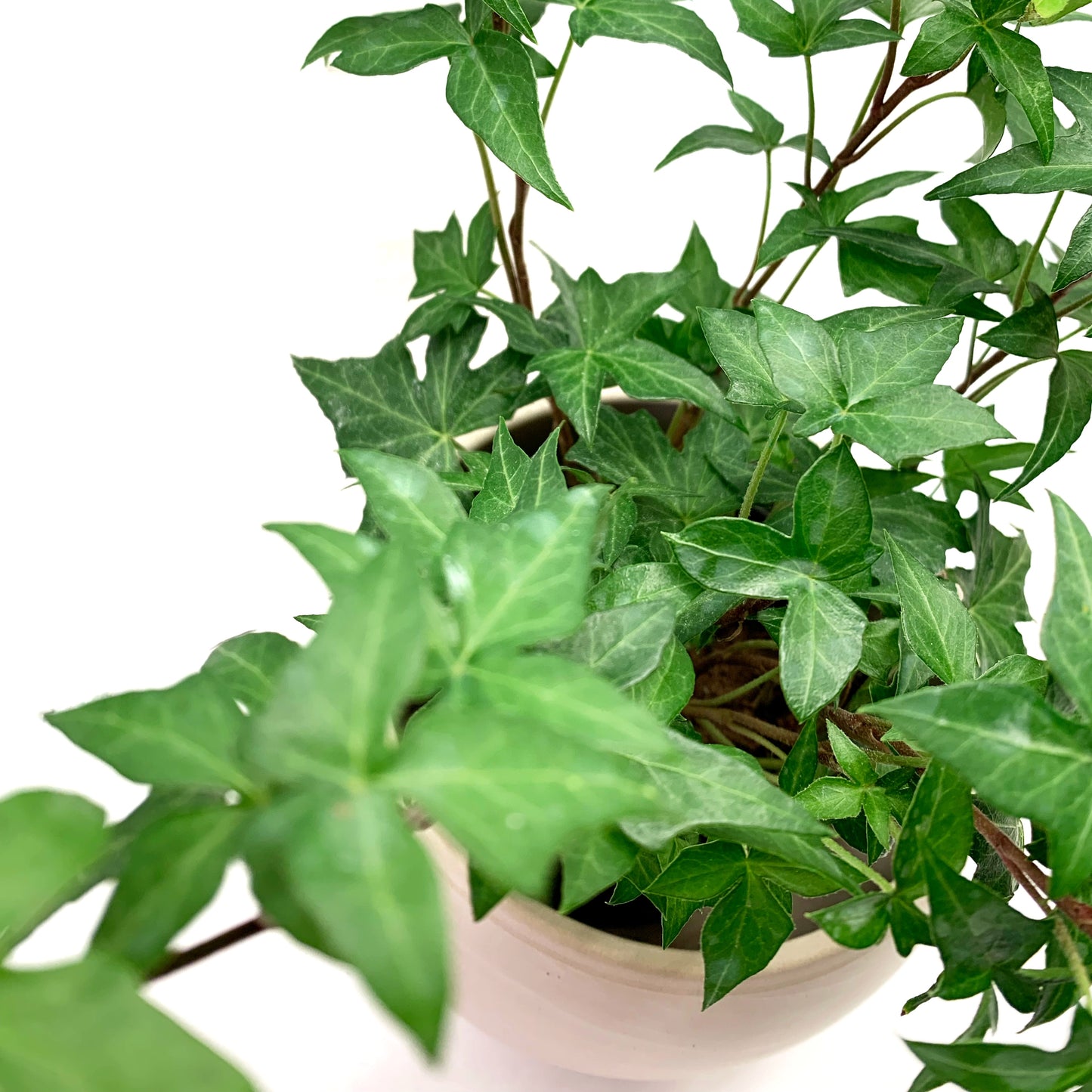 Hedera Helix | 3,5’’