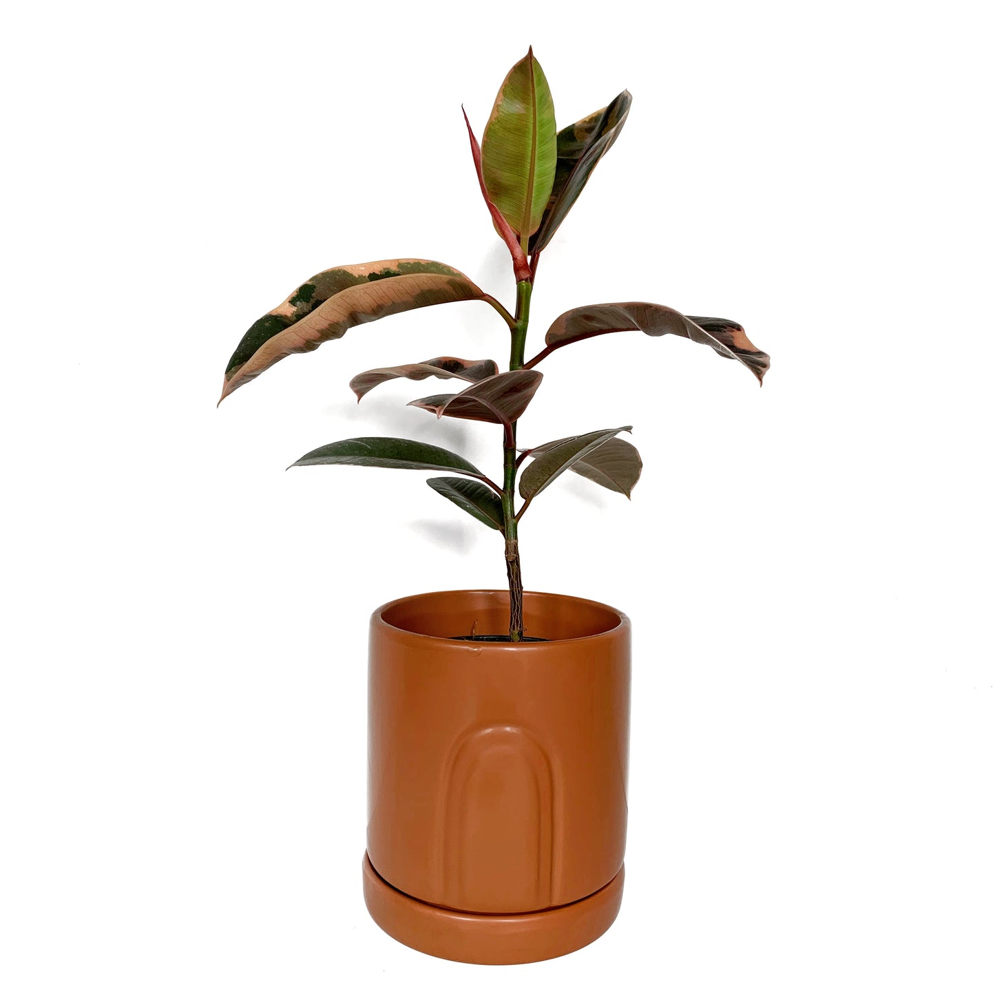 Ficus Elastica “Ruby”