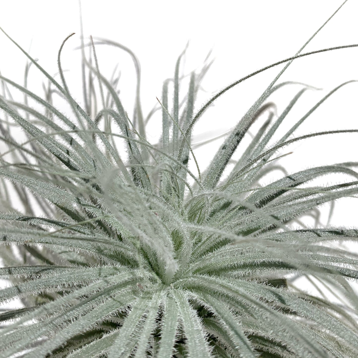 Tillandsia Tectorum XXXL